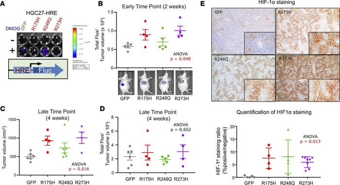 Mutant p53 induces hypoxia during the initiation of gastric cancer prima...