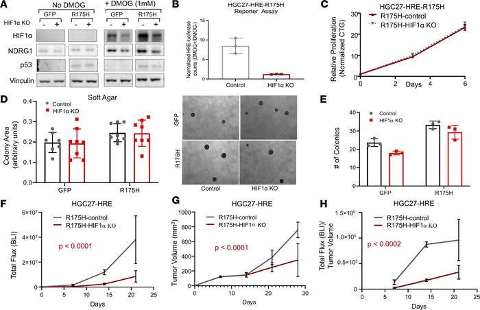 Disruption of HIF1α impairs primary tumor growth of mutant p53 gastric c...