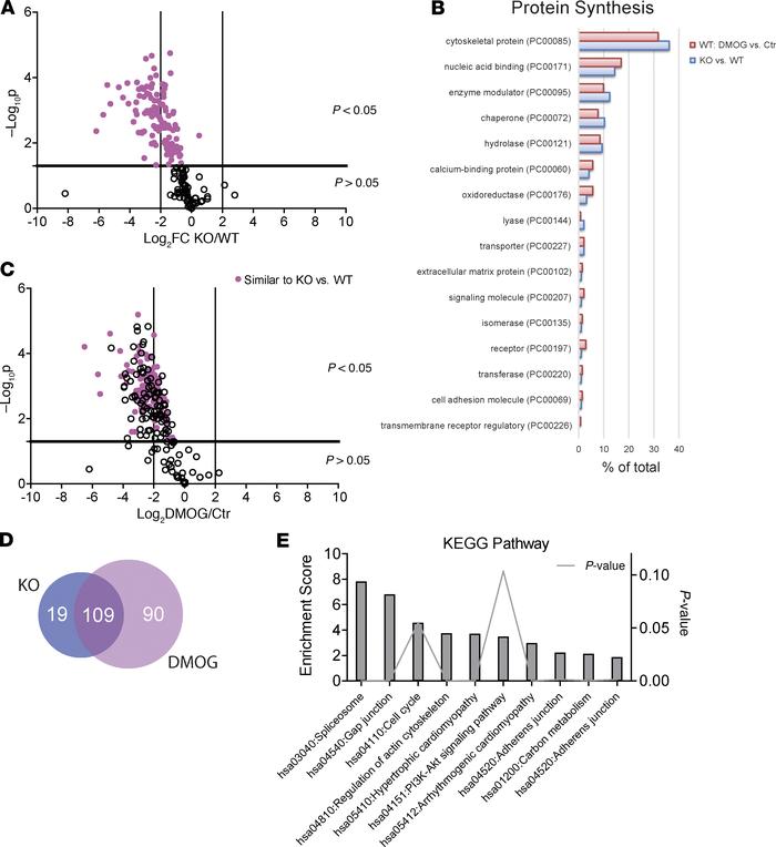 Analysis of incorporated heavy amino acid label into WT and OGFOD1-KO iP...