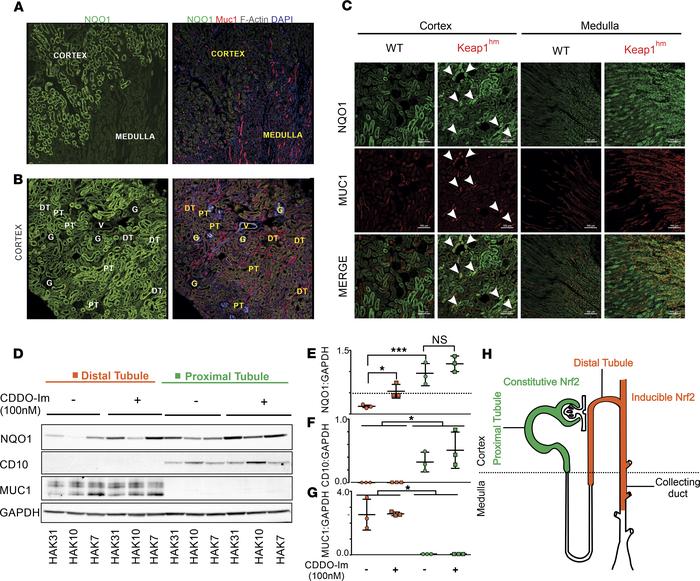 Distribution of Nrf2 activity marker NQO1 and inducibility in murine kid...