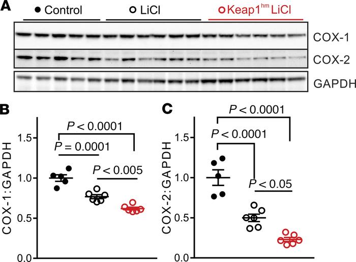 Constitutive Nrf2 activation suppresses COX-1 and COX-2.
(A) Immunoblott...