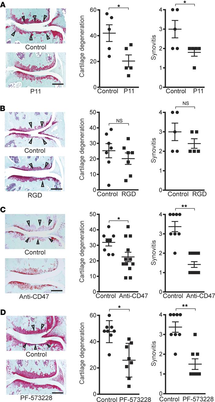 Attenuation of mouse osteoarthritis by pharmacological inhibition of int...