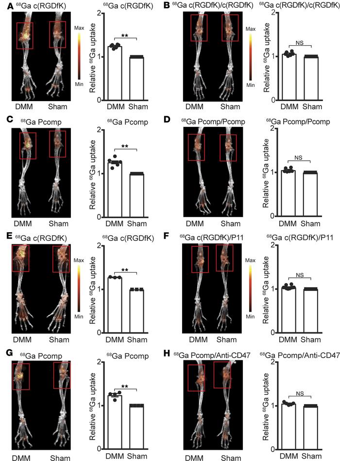 Increased ligand-binding capacities of integrin αVβ3 or CD47 in the oste...