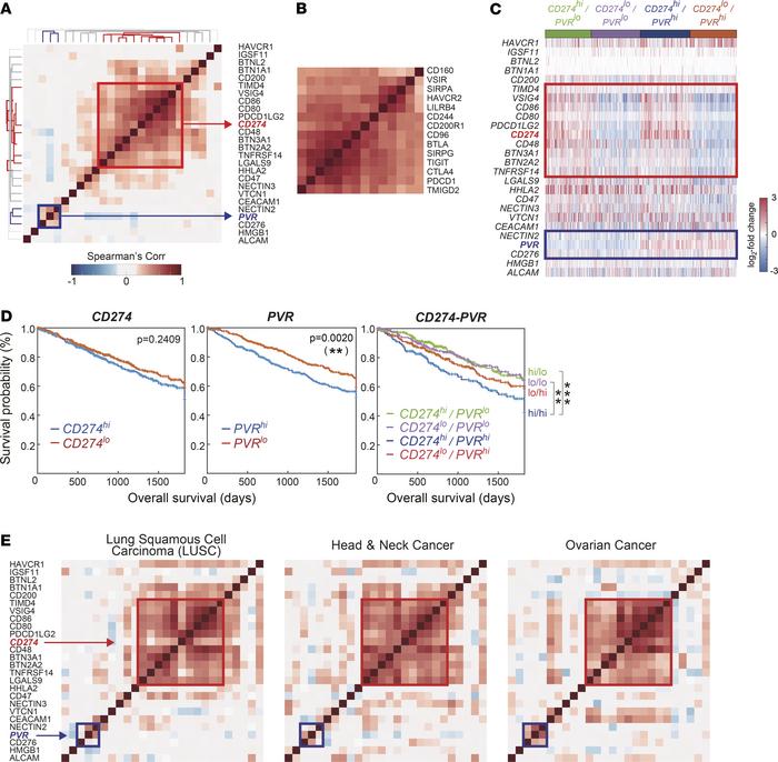 PVR is expressed independently of PD-L1.
(A and B) Correlation analysis ...