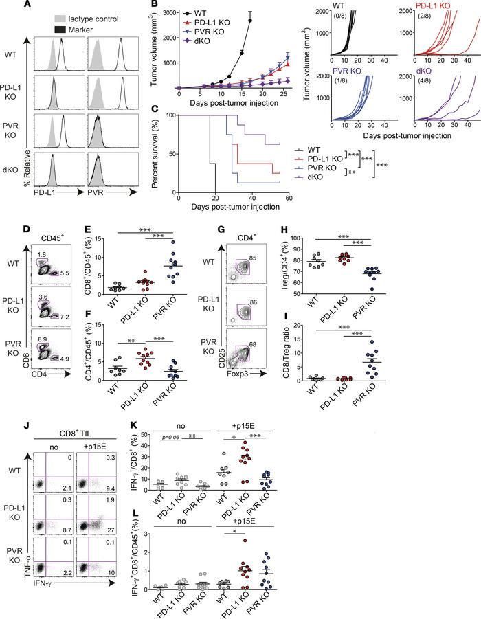 PD-L1 and PVR promote tumor growth by differentially modulating tumor-in...