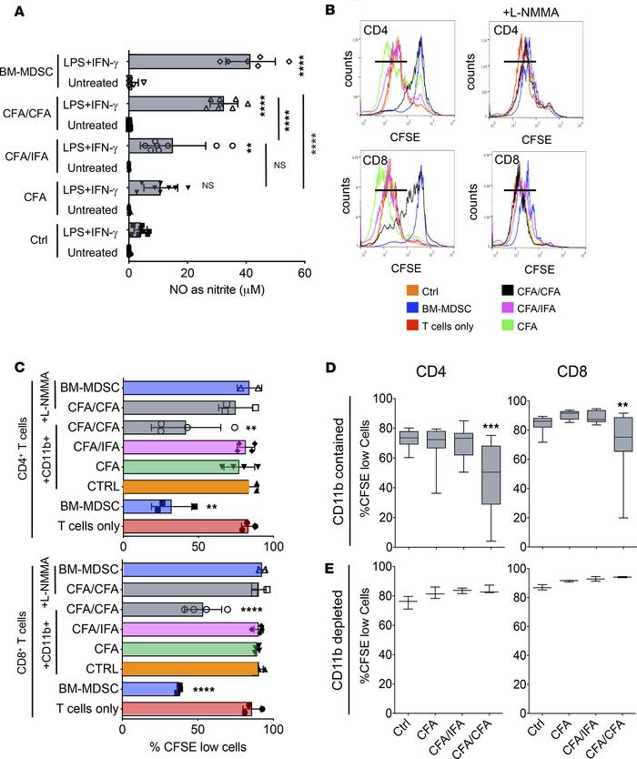 Only CD11b+ cells isolated from CFA/CFA mice produce substantial amounts...