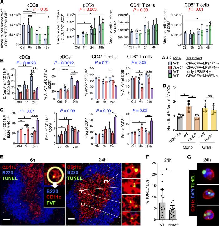 MDSC-mediated DC killing is iNOS dependent.
(A) C57BL/6 WT mice (n = 3) ...