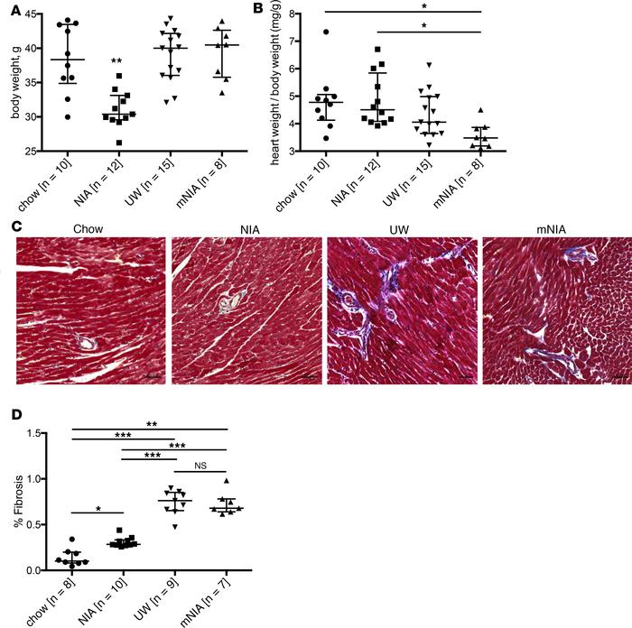 Mice fed the UW or the mNIA diet for 6 months have elevated body weights...