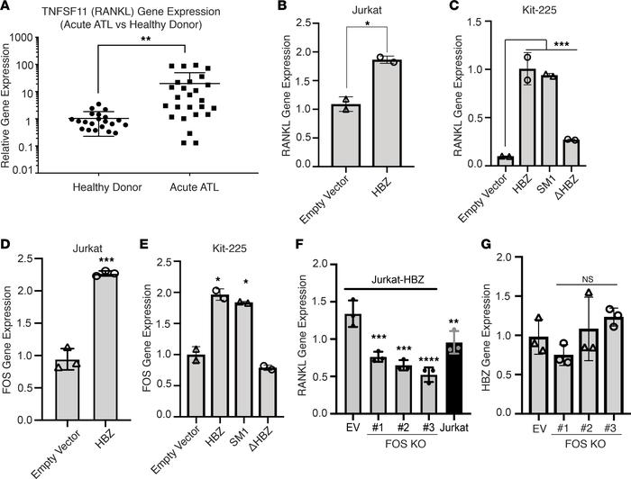 HBZ regulates the expression of the osteoclastogenic factor RANKL throug...