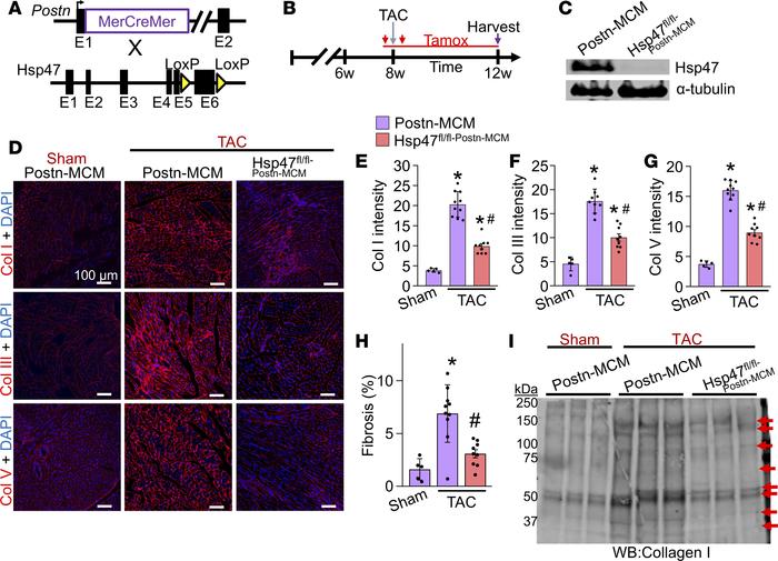 Myofibroblast-specific deletion of Hsp47 in the heart reduces myocardial...