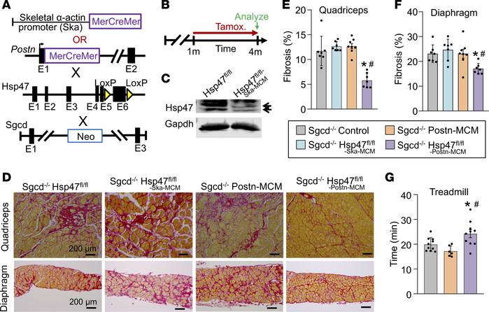Myofibroblast-specific but not myofiber-specific deletion of Hsp47 in sk...