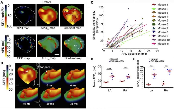 Rotors are anchored in regions of high spatial APD inhomogeneity.
(A) Re...