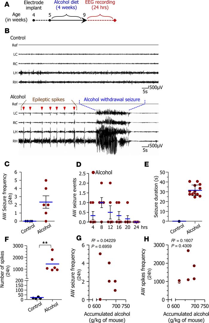 Alcohol withdrawal produces epileptic seizures.
(A) Experimental timelin...