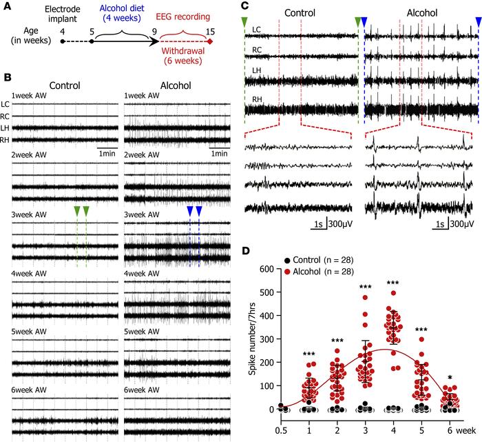 Sustained expression of spikes and wave discharges (SWDs) during a protr...