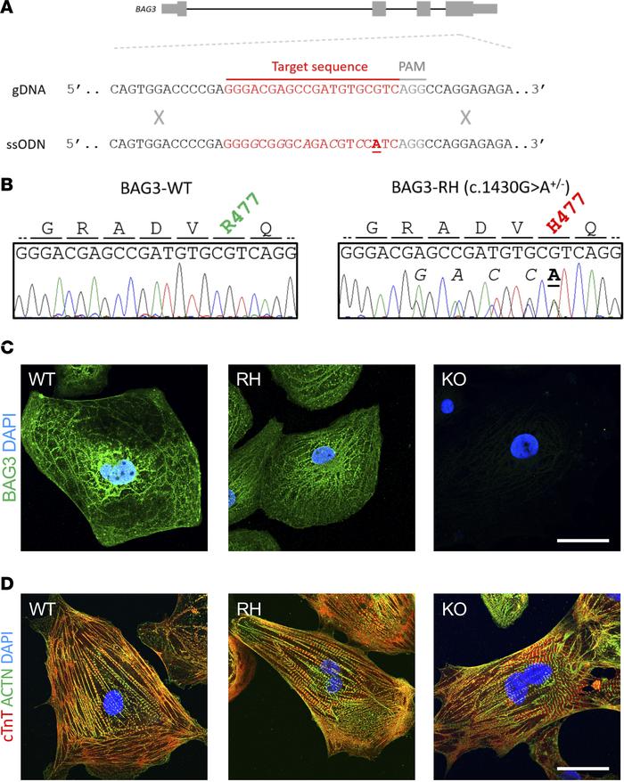 Production and preliminary analysis of BAG3-R477H and BAG3-KO induced pl...