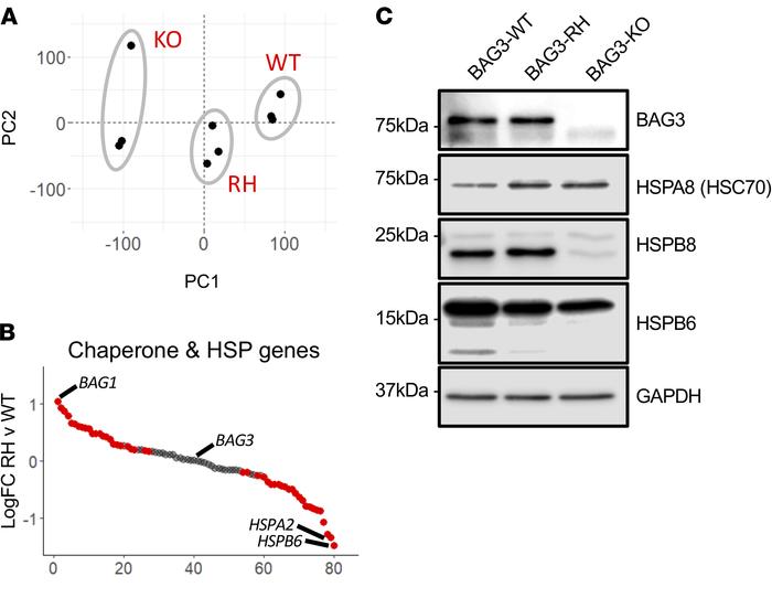Dysregulated expression and stability of chaperones and heat shock genes...
