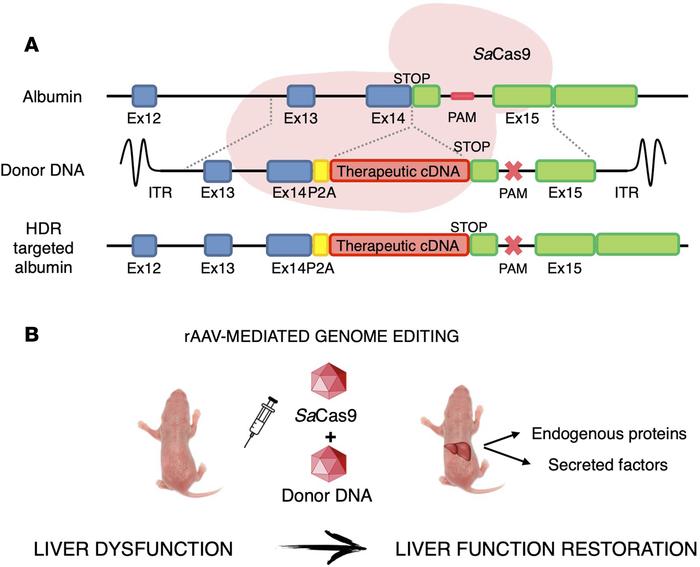 General strategy of AAV8-mediated GeneRide in the albumin gene in combin...