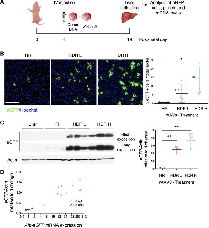Efficient targeting of the EGFP cDNA by coupling GeneRide with SaCas9 in...