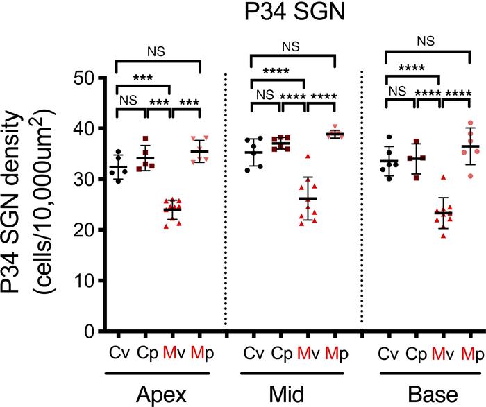 Treatment with methylprednisolone limits SGN loss in MCMV-infected mice....