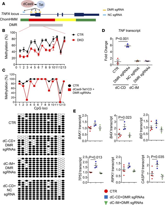 Site-specific methylation editing of the TNF DMR by dCas9-Tet1 increases...