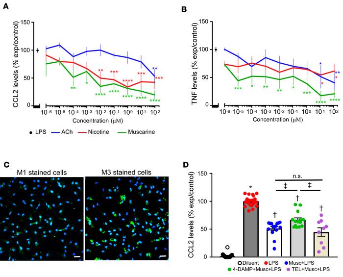 CCL2 and TNFs secretion in cultures of lipopolysaccharide-stimulated int...