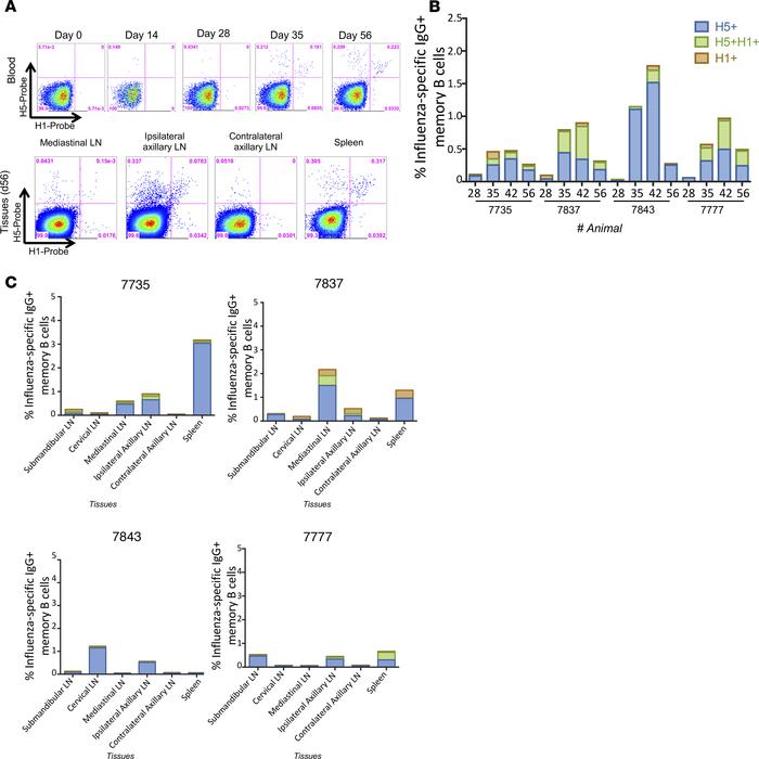 HA-specific memory B cells following matched IIV boost vaccination.
(A) ...
