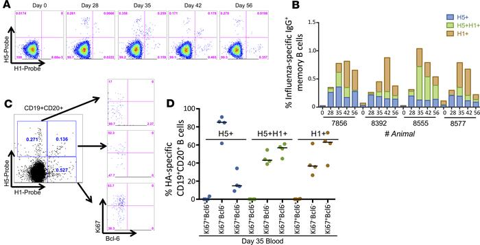 HA-specific memory B cells following mismatched prime-boost vaccination ...