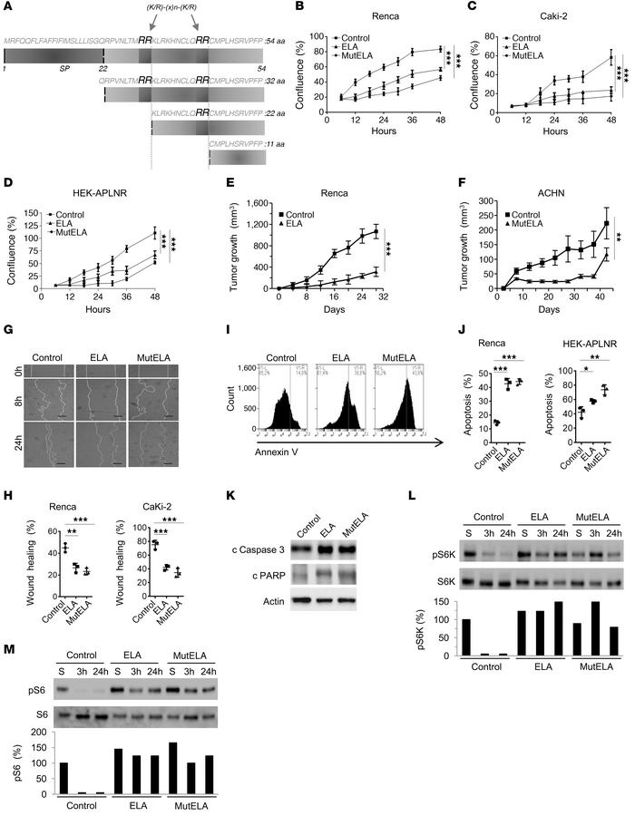Repression of the malignant phenotype and increased activation of mTORC1...