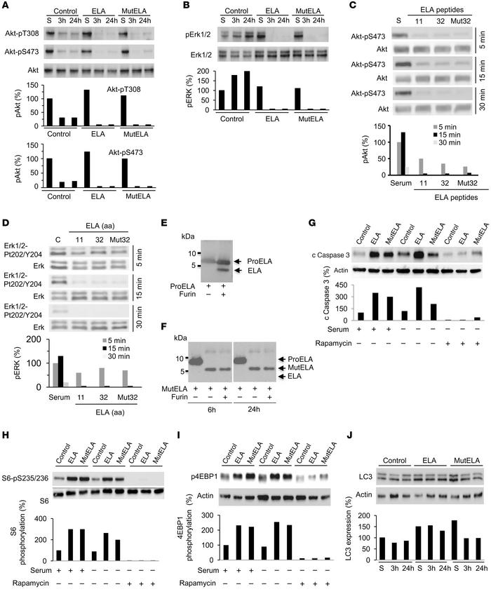 Repression of AKT and ERK activation by ELA and inhibition of ELA-induce...