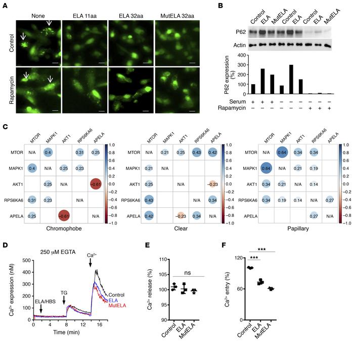 Inhibition of mTOR-mediated autophagy blockade and calcium mobilization ...