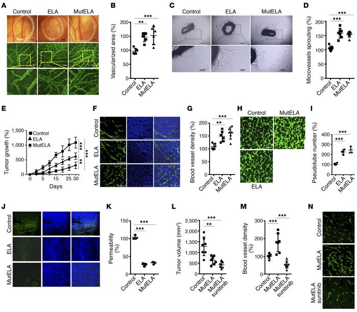 Synergistic effect between mut ELA and sunitinib on tumor growth and ang...