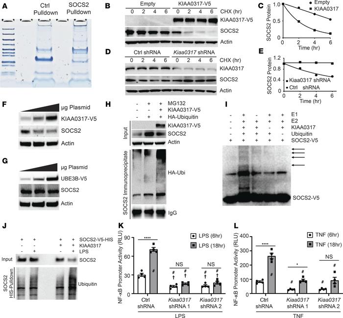 KIAA0317 ubiquitinates and degrades SOCS2 in response to bacterial insul...