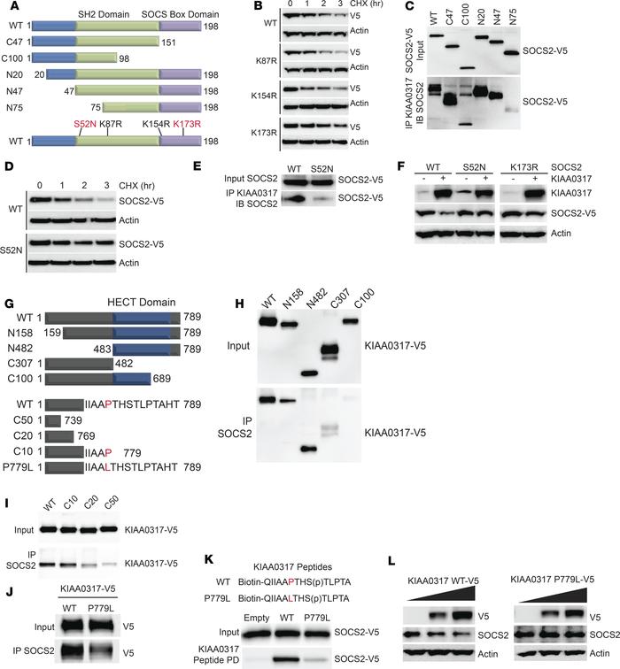 KIAA0317 targets SOCS2 phosphodegron for binding and ubiquitination.
(A)...