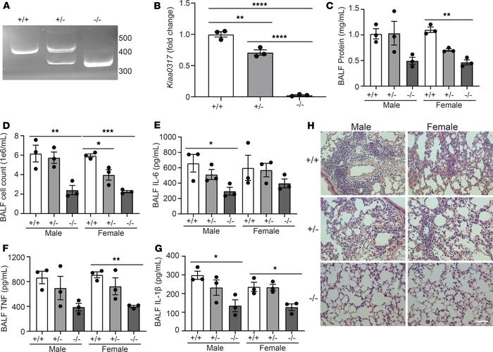 
Kiaa0317 knockout confers protection from LPS-induced lung inflammation...