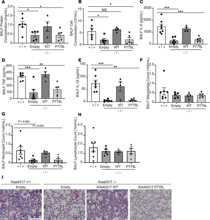 Reexpression of KIAA0317 in Kiaa0317–/– mice ablates resistance to infla...