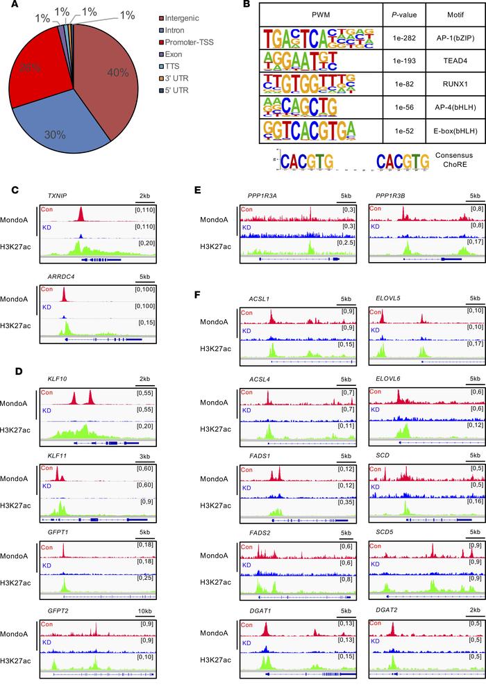 Delineation of the MondoA cistrome in human skeletal myotubes.
(A) Pie c...