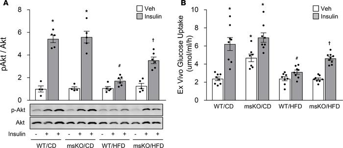 MondoA deficiency ameliorates insulin signaling and glucose uptake.
(A) ...