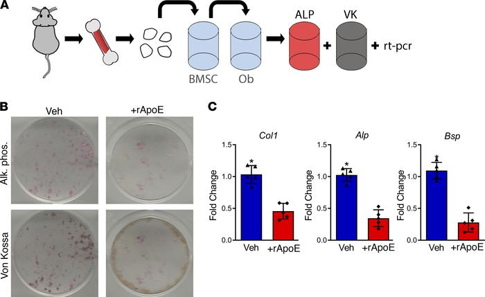 Treatment with rApoE decreases osteoblast differentiation.
(A) Schematic...