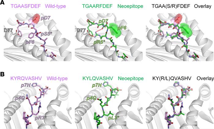 Models of peptide/MHC complexes indicate structural and physical correla...