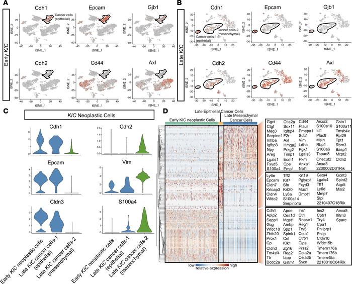 Analysis of early and late KIC neoplastic cell populations demonstrate t...