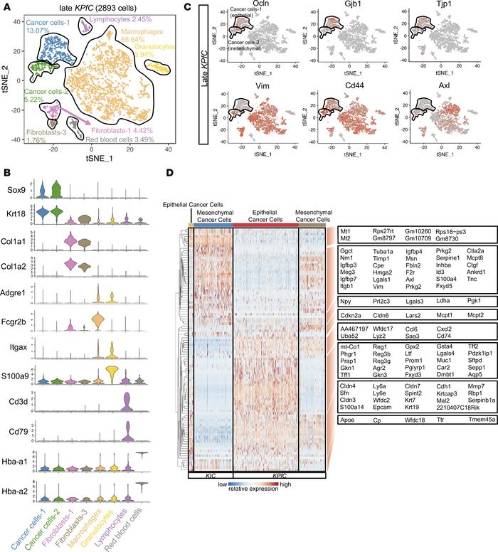Comparison between cancer cells of KIC and KPfC tumors.
(A) tSNE plot of...