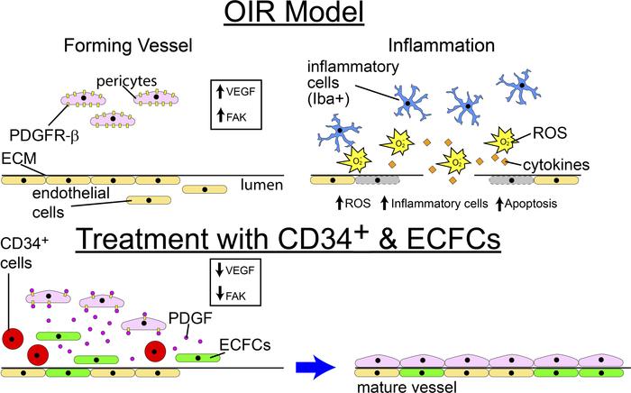 Schematic showing proposed mechanism for the beneficial effect of CD34+ ...