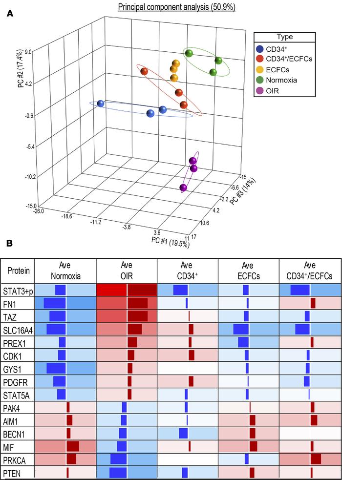 Retinal protein expression differences in OIR mice treated with dual cel...