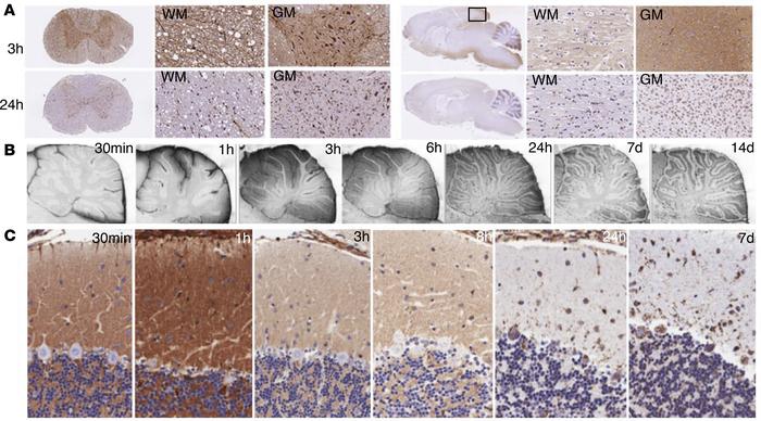 Cellular uptake patterns of ASOs.
(A) Time-dependent ASO uptake patterns...