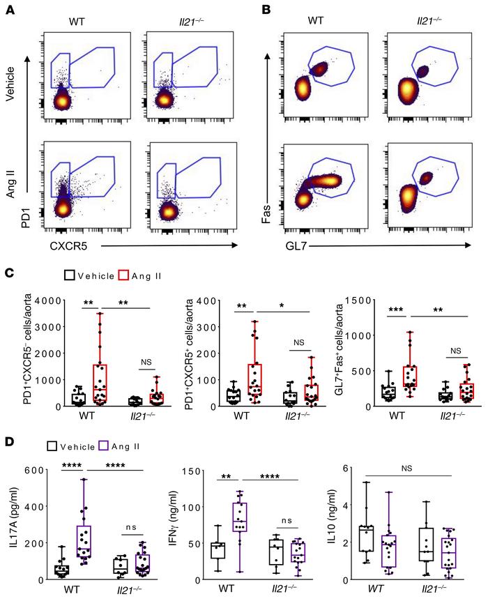 Hypertension induces peripheral T helper, T follicular helper, and GC B ...