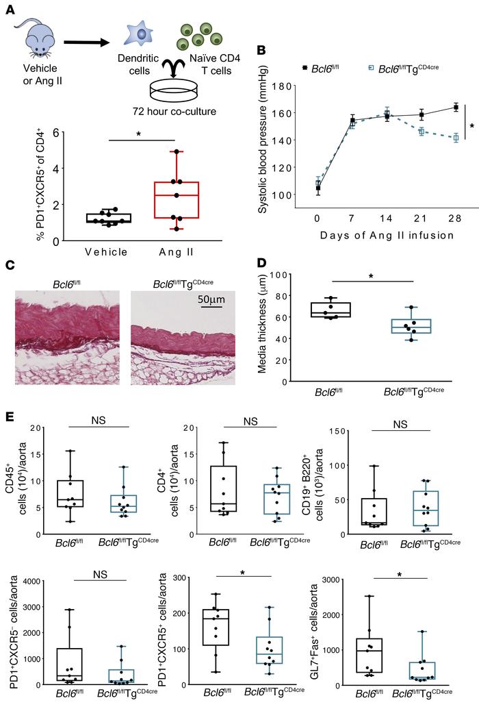 Hypertensive DCs induce Tfh cell polarization, and Tfh cells play a crit...