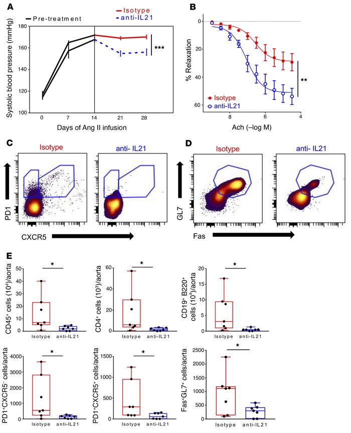 Anti–IL-21 treatment lowers BP and reverses endothelial dysfunction and ...