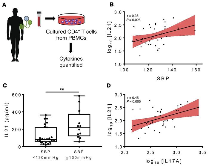 CD4+ T cell production of IL-21 correlates with systolic BP and IL-17A i...