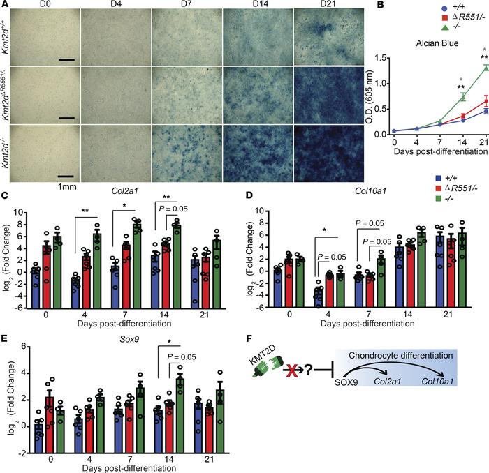 Precocious differentiation of Kmt2d–/– and Kmt2dΔR5551/– chondrocytes.
S...