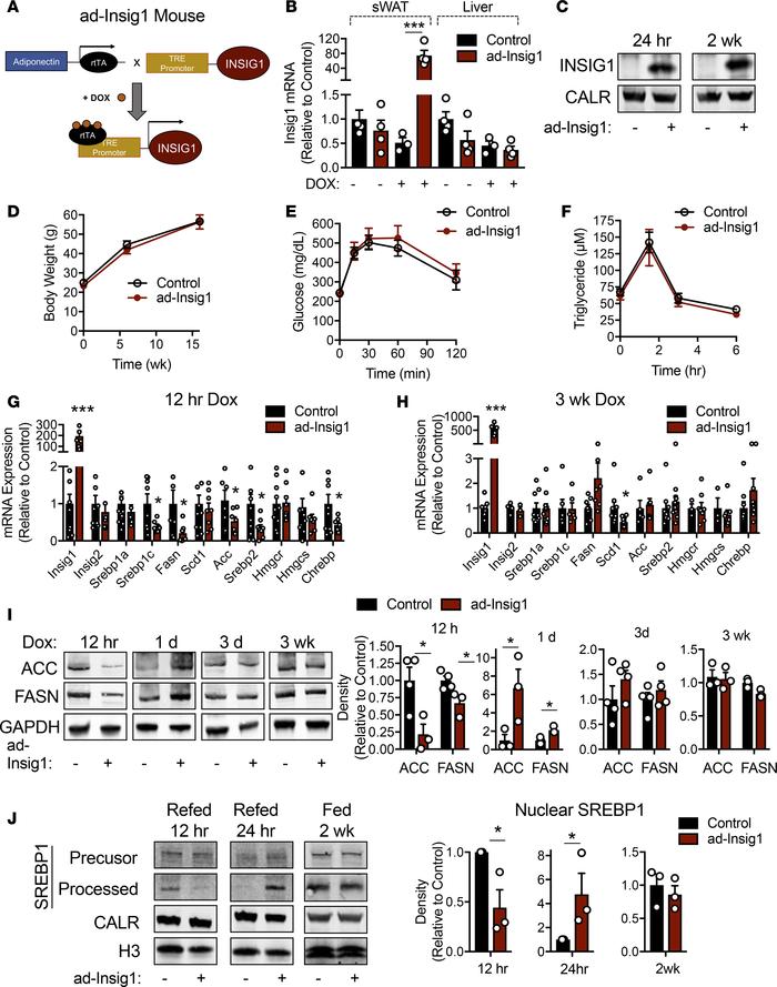 Overexpression of Insig1 in adipocytes results in suppression of lipogen...